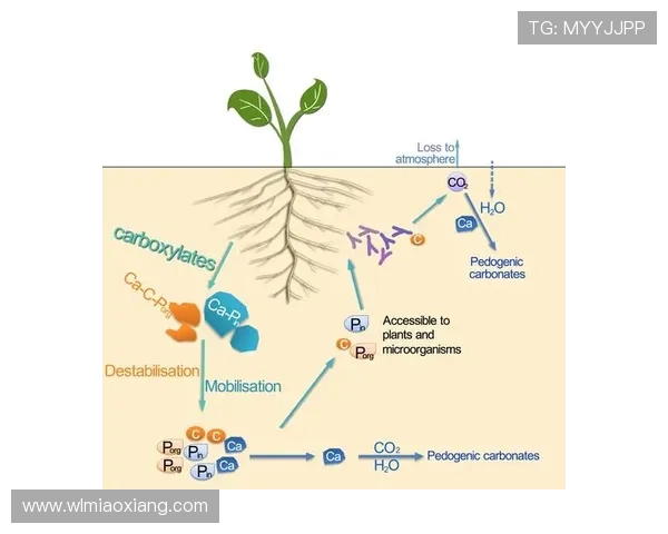 成都极限运动队的区域防守策略与热点分析探讨