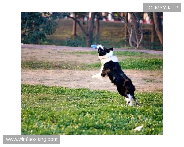 黄敏独家分享飞盘技巧与心得体会助你轻松掌握这项运动的魅力与乐趣